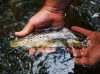 poissons rade de Brest